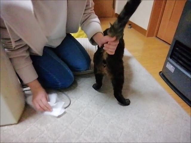 猫の肛門腺絞り 猫動画 ペットの健康
