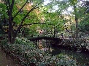 六義園 紅葉絶景ポイント 山陰橋