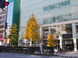 新宿ピカデリー前のイチョウ