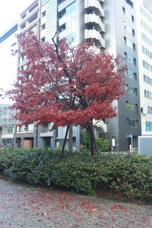 2010/12/03　御苑前にあった雨後の楓