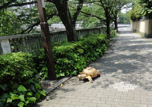 カメの散歩