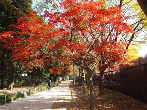 新宿御苑散策路の紅葉