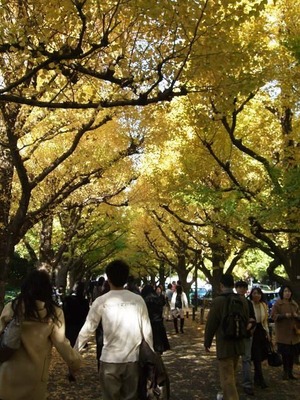 神宮外苑いちょう祭り　2009/11/24