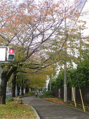 千川通り　桜並木の桜モミジ