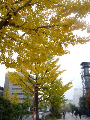 国技館前の銀杏