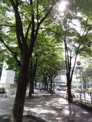 ケヤキ