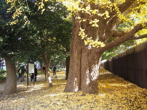 新宿御苑散策路 イチョウ