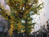 PC061033