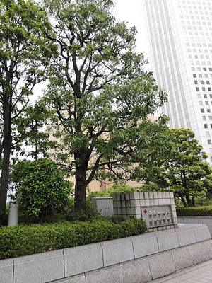 クスノキ