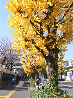 千駄ヶ谷駅前の銀杏