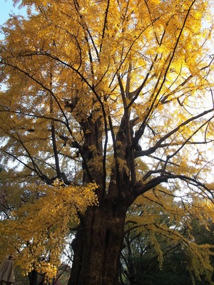 首かけイチョウ