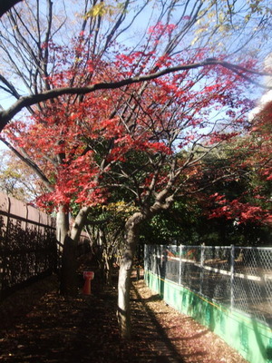 新宿御苑　散策路　2010/12/09