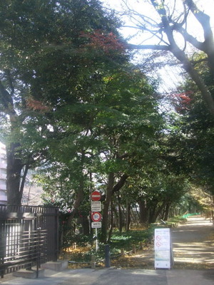新宿御苑　散策路　2010/12/09
