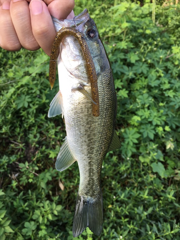 写真 2017-08-25 8 54 55