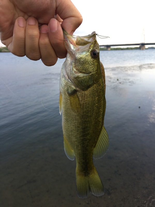 写真 2017-08-25 7 06 36