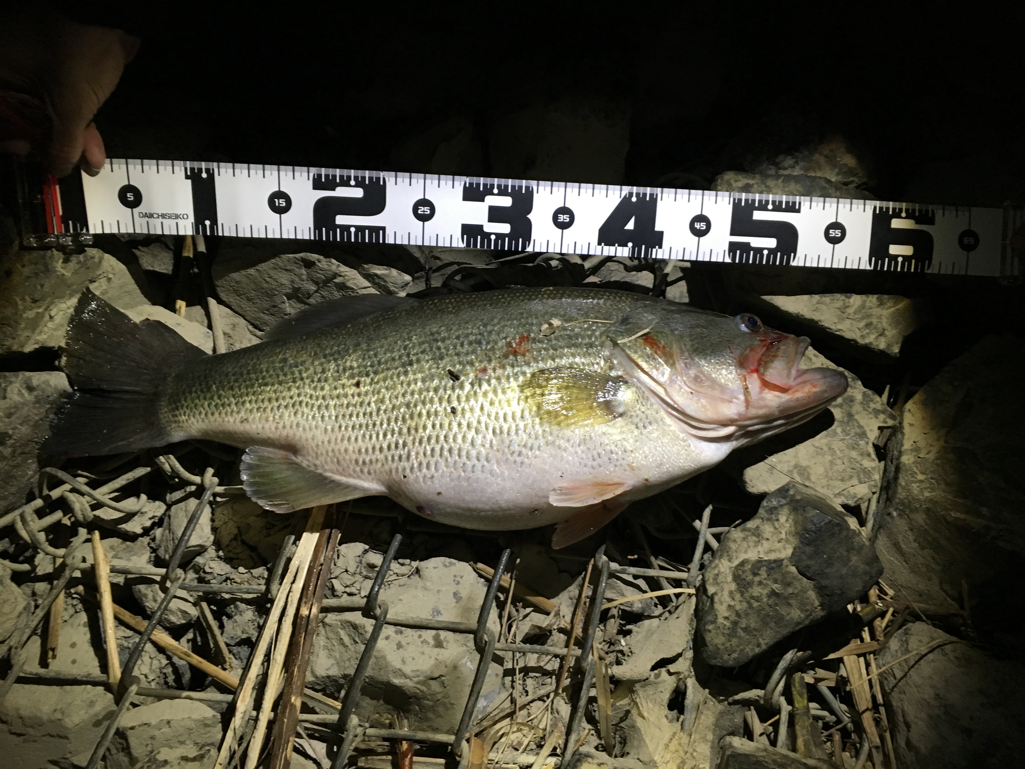 バス釣り 夜の部 城北ワンドで55センチのブラックバスが釣れた ゴンザレス クロマグロを釣りたい