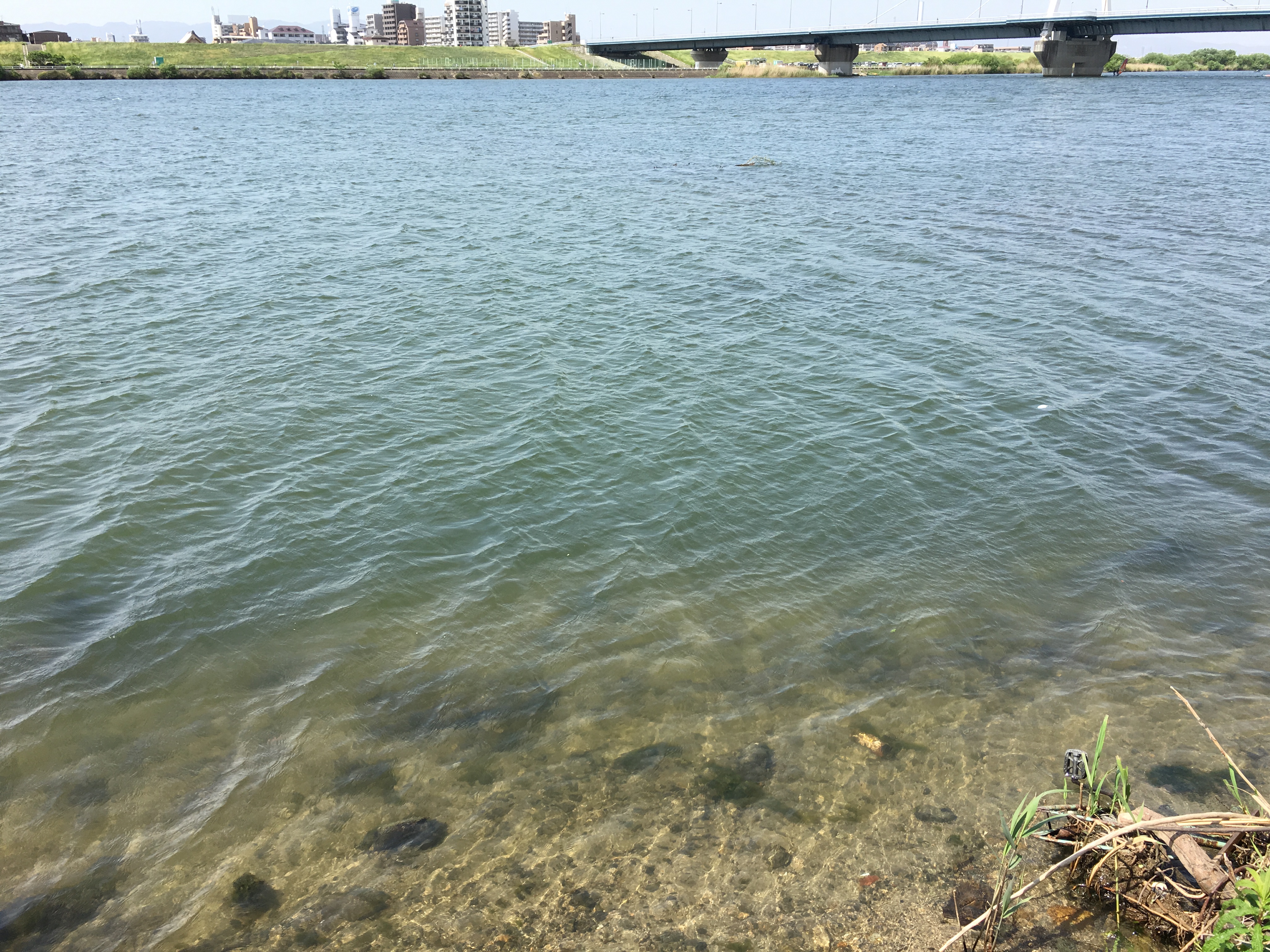 淀川本流のバス釣り超一級ポイント クロマグロを釣りたい 淀川本流のバス釣り超一級ポイント クロマグロを釣りたい