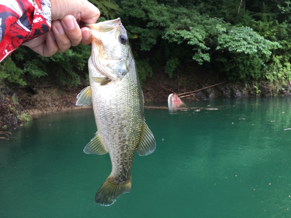 写真 2018-09-08 9 25 12