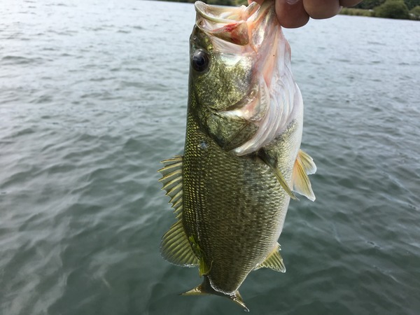 写真 2017-10-05 12 03 14