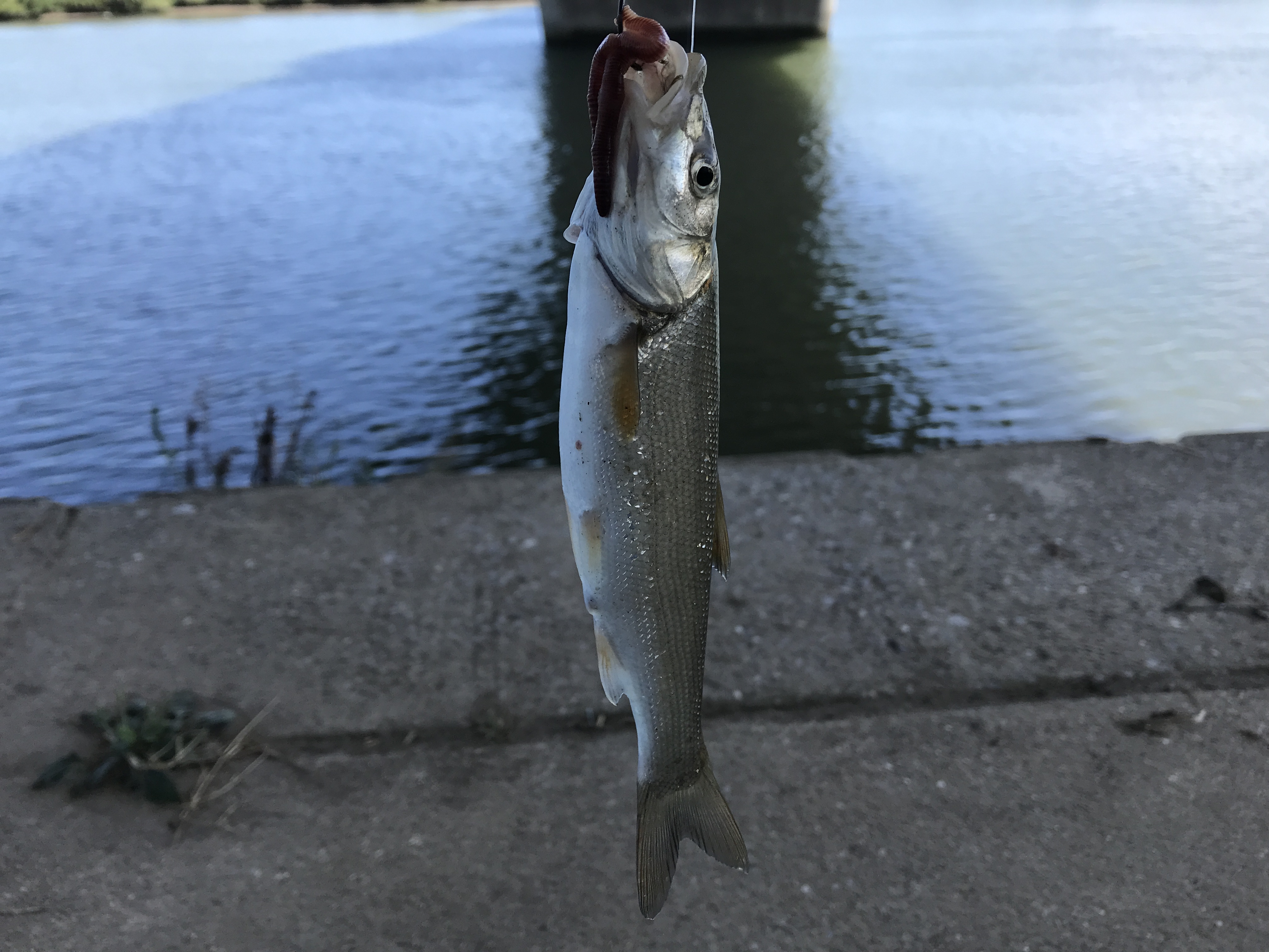 宮崎市の大淀川でチョウザメを狙っていますが クロマグロを釣りたい 宮崎市の大淀川でチョウザメを狙っていますが クロマグロを釣りたい