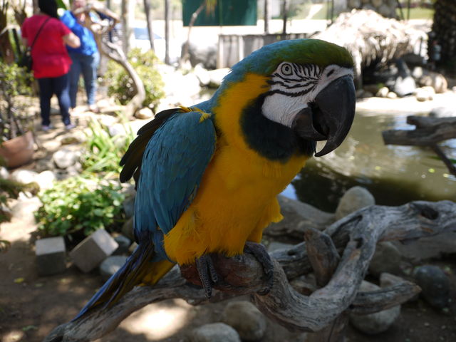 サンディエゴ近くにあるオウムとインコのパラダイス Free Flight まぐやまのロサンゼルス生活日記