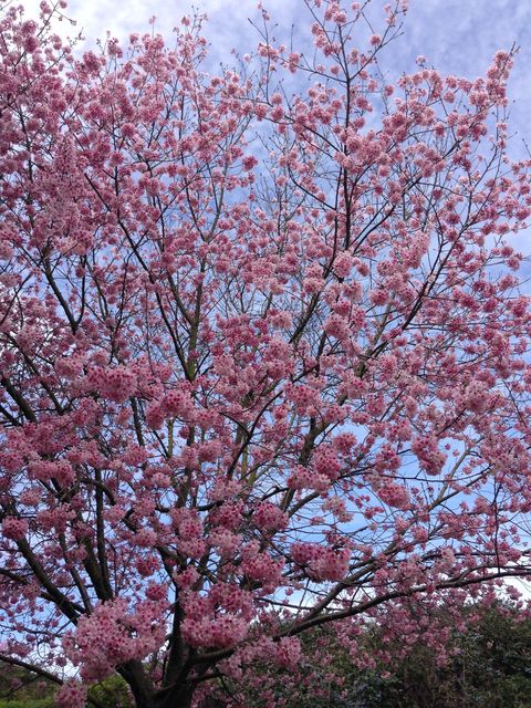 お花見 ロサンゼルス 春のお花見スポット5選＋α 桜 サクラ : まぐやまの