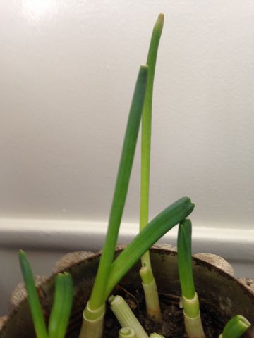スーパーの小ネギを栽培して増やす プチ家庭菜園 まぐやまのロサンゼルス生活日記 スーパーの小ネギを栽培して増やす プチ家庭菜園 まぐやまのロサンゼルス生活日記