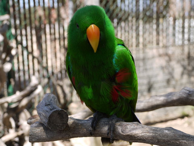 サンディエゴ近くにあるオウムとインコのパラダイス Free Flight まぐやまのロサンゼルス生活日記