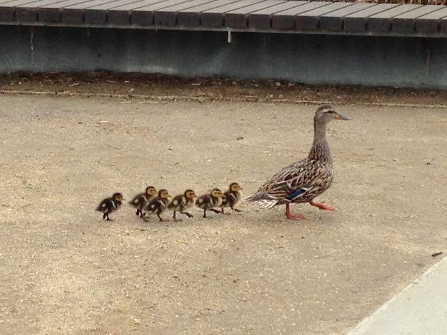 プラヤビスタの公園セントラルパークに今年も子ガモが登場 まぐやまのロサンゼルス生活日記 プラヤビスタの公園セントラルパークに今年も子ガモが登場 まぐやまのロサンゼルス生活日記