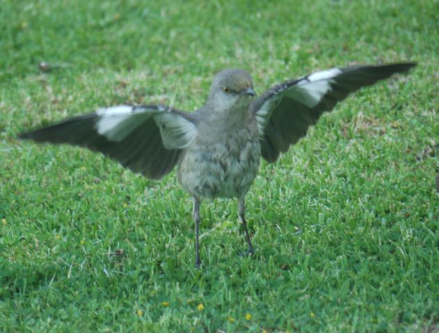 庭に訪れるロサンゼルスの野鳥たち14選 まぐやまのロサンゼルス生活日記 庭に訪れるロサンゼルスの野鳥たち14選 まぐやまのロサンゼルス生活日記