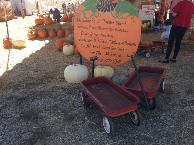 アメリカのハロウィンのカボチャ売り場 パンプキンパッチを覗いてみました まぐやまのロサンゼルス生活日記 アメリカのハロウィンのカボチャ売り場 パンプキンパッチを覗いてみました まぐやまのロサンゼルス生活日記
