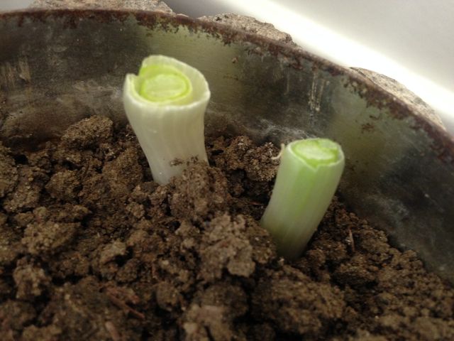 スーパーの小ネギを栽培して増やす プチ家庭菜園 まぐやまのロサンゼルス生活日記 スーパーの小ネギを栽培して増やす プチ家庭菜園 まぐやまのロサンゼルス生活日記