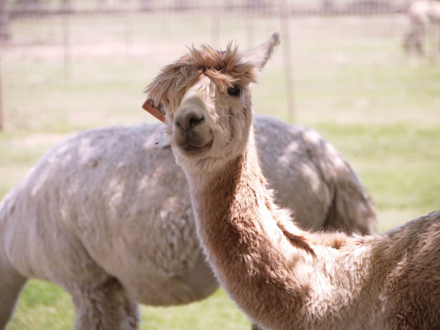 アルパカまみれ アルパカを間近で見学できる牧場 Alpacas At Windy Hill まぐやまのロサンゼルス生活日記 アルパカまみれ アルパカを間近で見学できる牧場 Alpacas At Windy Hill まぐやまのロサンゼルス生活日記