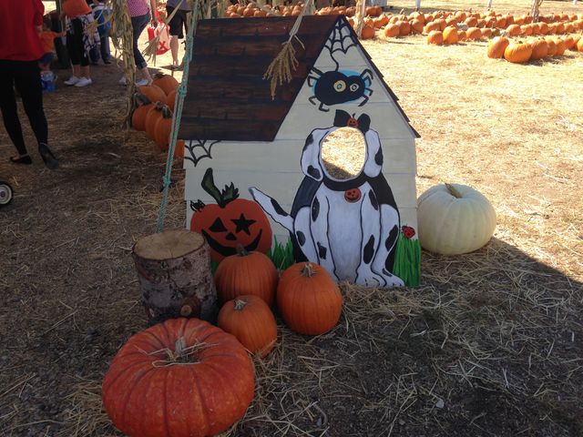 アメリカのハロウィンのカボチャ売り場 パンプキンパッチを覗いてみました まぐやまのロサンゼルス生活日記