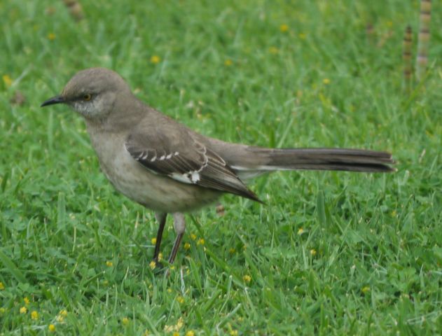 庭に訪れるロサンゼルスの野鳥たち14選 まぐやまのロサンゼルス生活日記 庭に訪れるロサンゼルスの野鳥たち14選 まぐやまのロサンゼルス生活日記