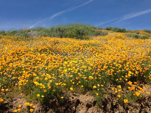 カリフォルニアポピー満開 ロサンゼルスから車で２時間 ダイアモンド バレー レイク Diamond Valley Lake まぐやまのロサンゼルス生活日記