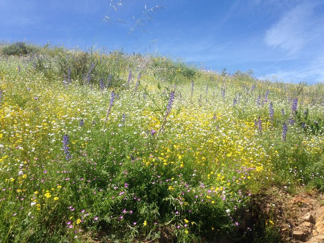 カリフォルニアポピー満開 ロサンゼルスから車で２時間 ダイアモンド バレー レイク Diamond Valley Lake まぐやまのロサンゼルス生活日記