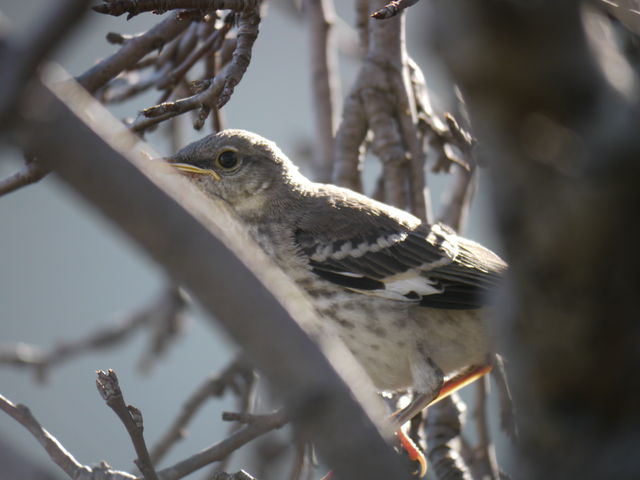庭に訪れるロサンゼルスの野鳥たち14選 まぐやまのロサンゼルス生活日記 庭に訪れるロサンゼルスの野鳥たち14選 まぐやまのロサンゼルス生活日記