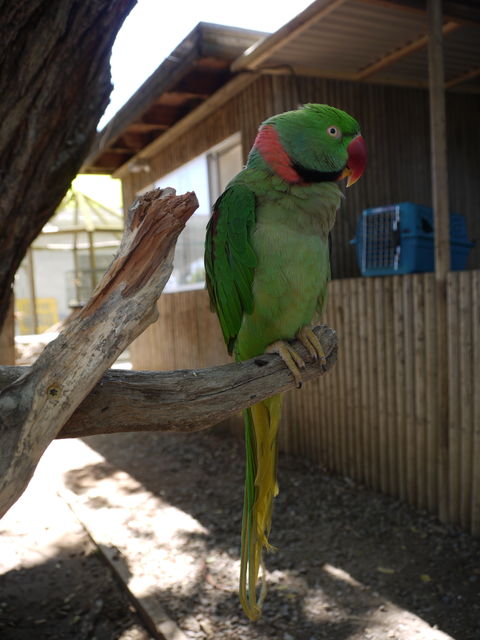 サンディエゴ近くにあるオウムとインコのパラダイス Free Flight