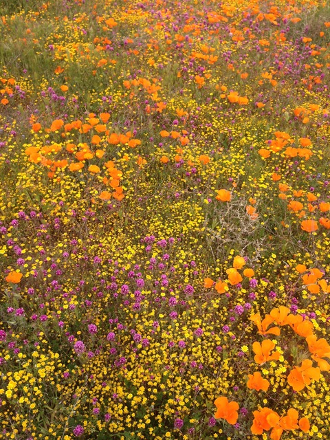 辺り一面カリフォルニアポピーのお花畑 アンテロープ バレー まぐやまのロサンゼルス生活日記 辺り一面カリフォルニアポピーのお花畑 アンテロープ バレー まぐやまのロサンゼルス生活日記