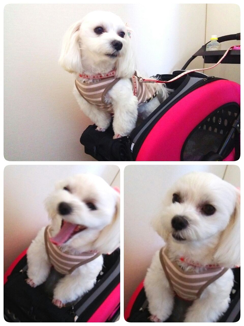 犬と飲める酵素を探して見つけました 優光泉 をマハロンとゴクゴク ふわふわな幸せ マルチーズマハロンのhappydays