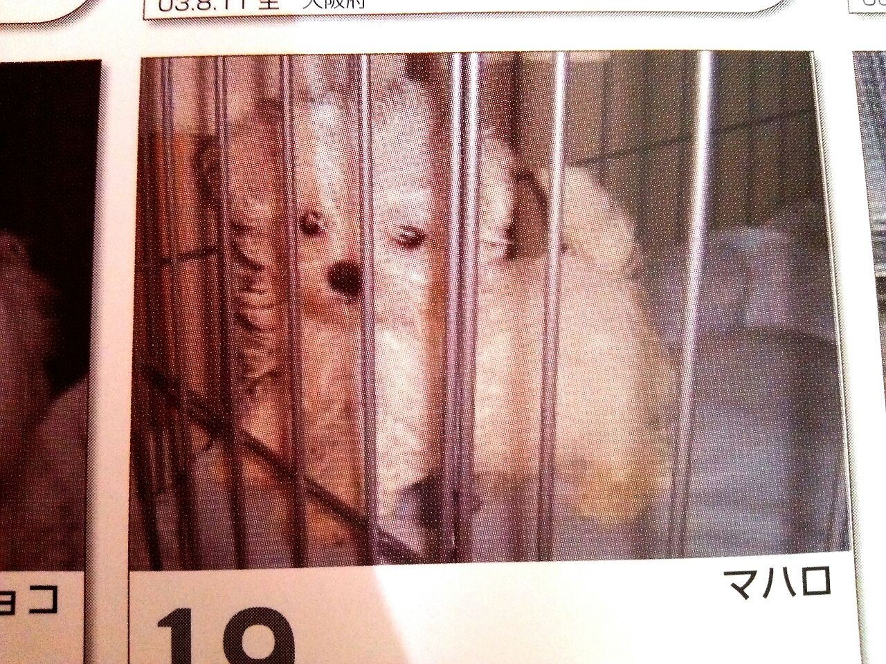 マハロンの名前の由来 ちょっと長いです ふわふわな幸せ マルチーズマハロンのhappydays