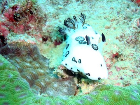 ブチウミウシ２