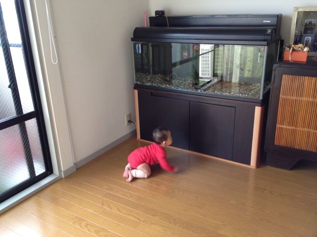 金魚に興味津々 まいまいの妊娠 出産 新米ママ日記 金魚に興味津々 まいまいの妊娠 出産 新米ママ日記