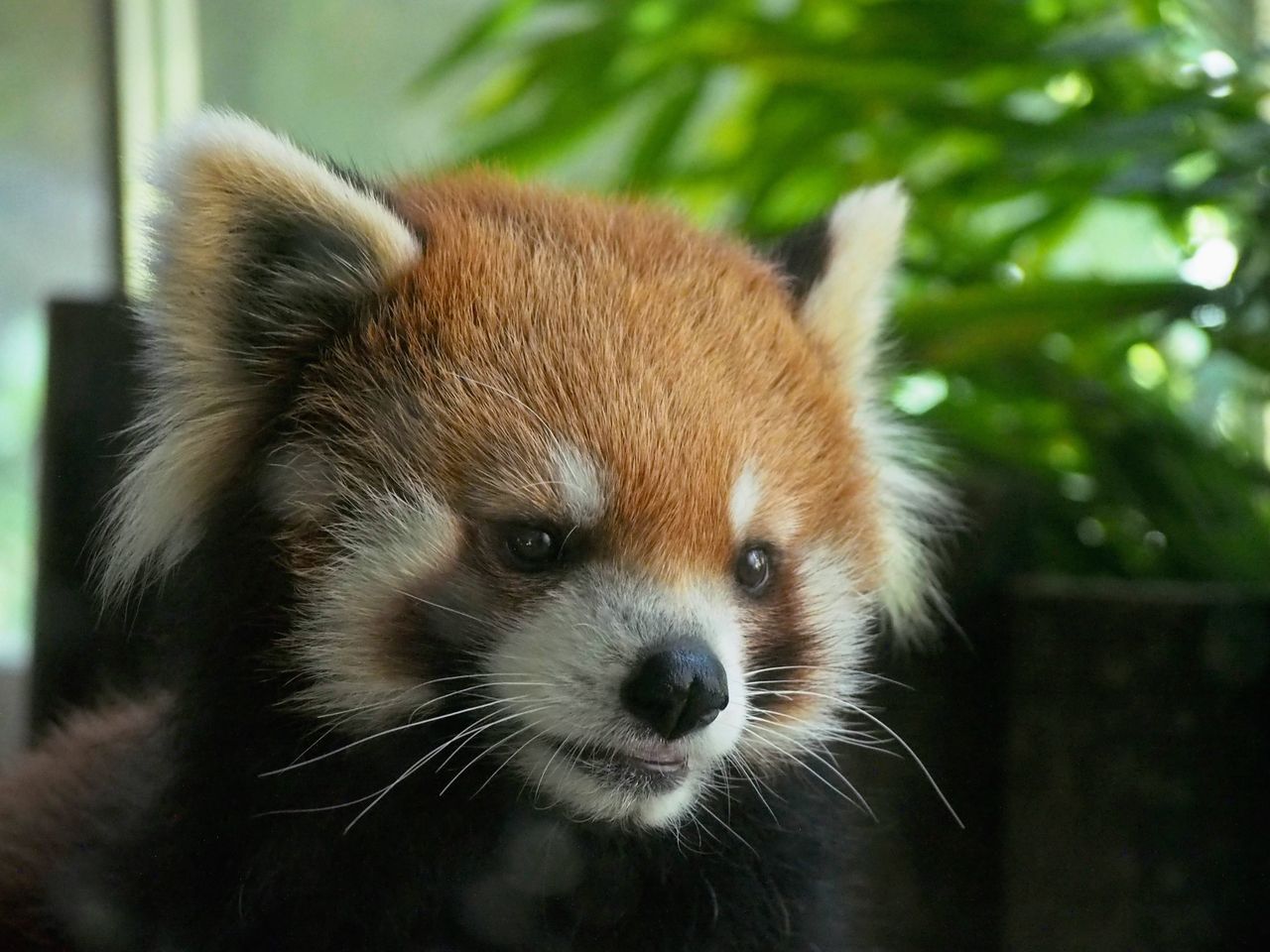 ズーラシア 室内はデールちゃん 動物たち レッサーパンダに会いに行く ズーラシア 室内はデールちゃん 動物たち レッサーパンダに会いに行く
