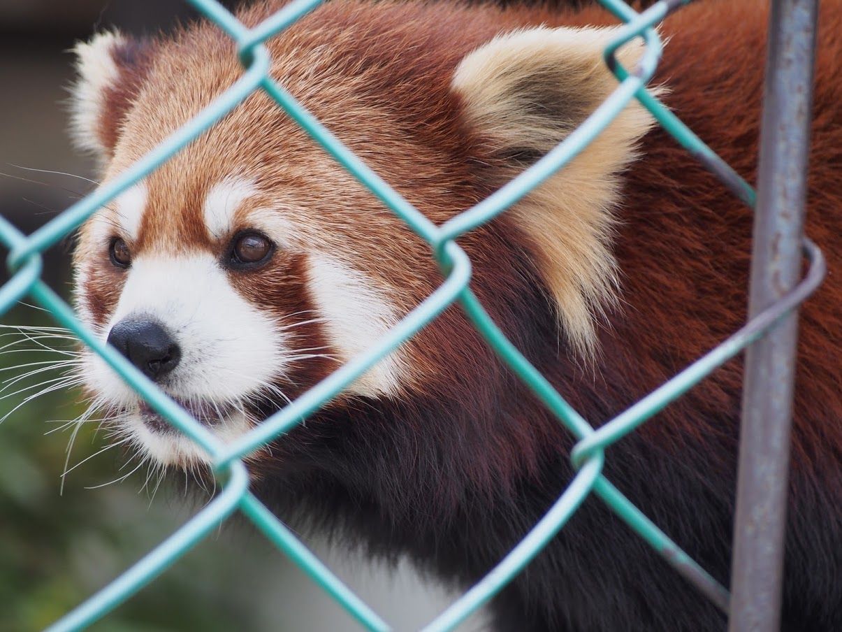 お誕生日おめでと 6月26日生まれのレッサーパンダたち レッサーパンダに会いに行く