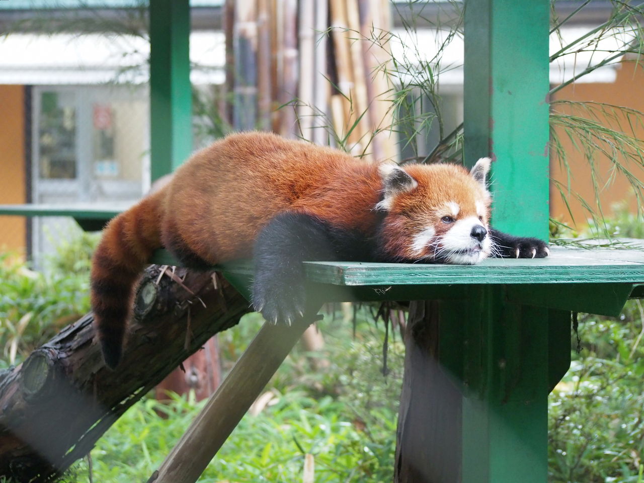 癒し顔の好々爺 レッサーパンダに会いに行く