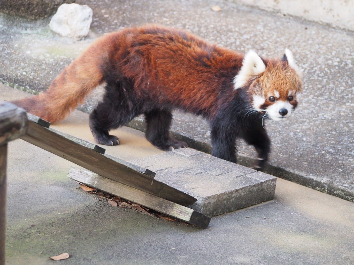 市川市動植物園 千葉 のレッサーパンダ レッサーパンダに会いに行く