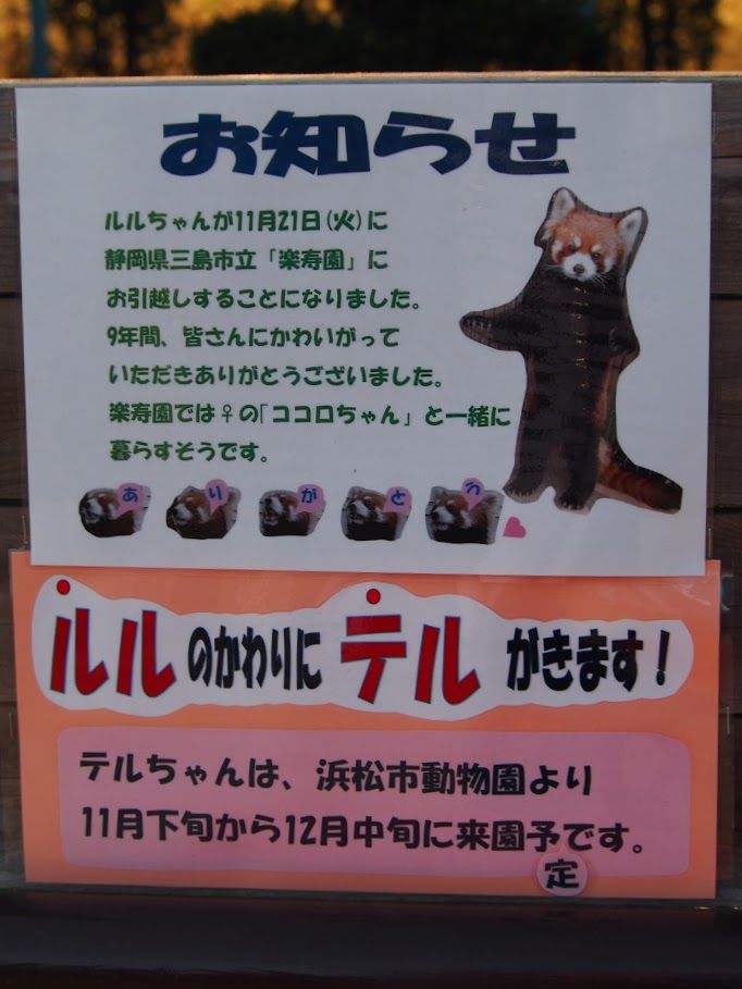 市川 可愛さ急上昇 ルルちゃん レッサーパンダに会いに行く