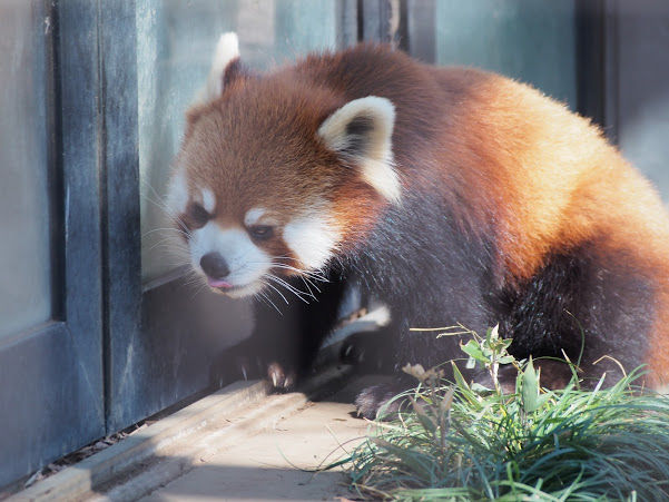 100頭超のレッサーパンダに会いました 神奈川 埼玉編 レッサーパンダに会いに行く 100頭超のレッサーパンダに会いました 神奈川 埼玉編 レッサーパンダに会いに行く